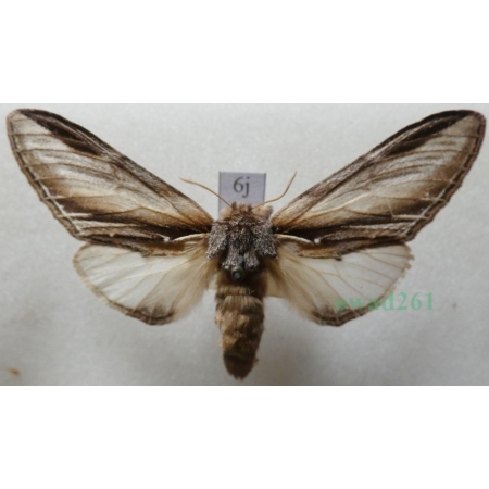 Pheosia tremula (Clerck, 1759) female Garbatka osinówka Czech6j